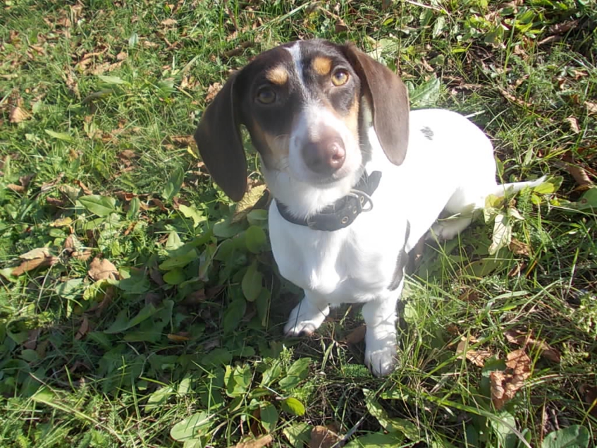 chocolate/tan extrem piebald